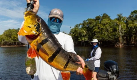 Nova lei de proteção ao Tucunaré no Amazonas: três subespécies entram na lista de pesca proibida para comércio