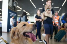 Como viajar com pets: dicas essenciais para férias tranquilas