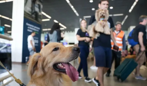 Como viajar com pets: dicas essenciais para férias tranquilas
