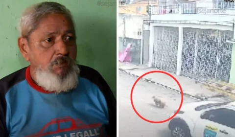 Cachorro acompanhante de cadeirante é atropelado em Manaus: ‘Me ajudava todo dia’