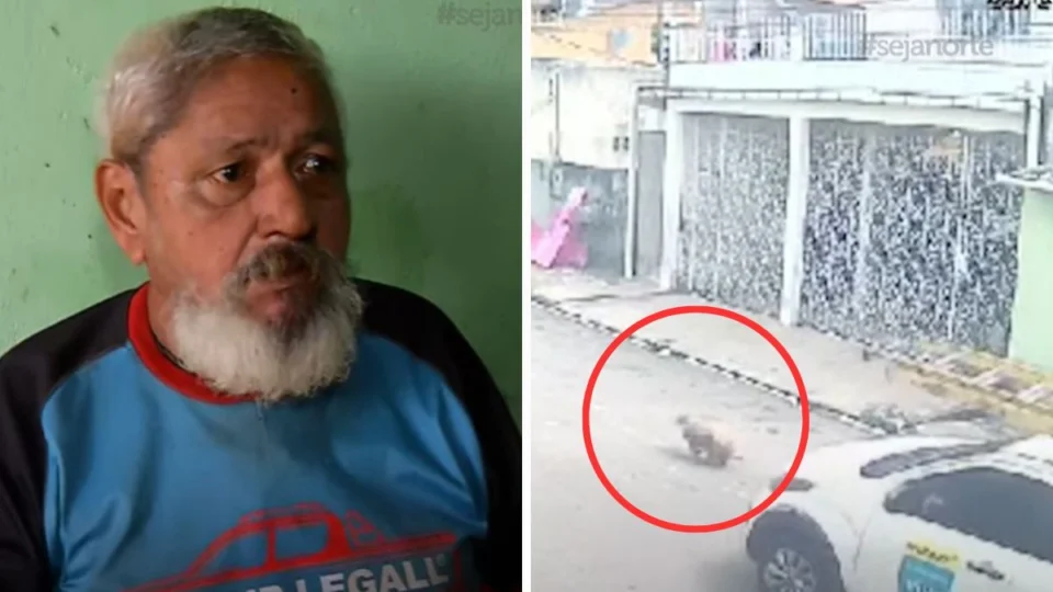 Cachorro acompanhante de cadeirante é atropelado em Manaus: ‘Me ajudava todo dia’