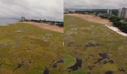 Com a subida dos rios, ilhas de capim surgem na Ponta Negra, em Manaus; veja vídeo