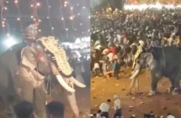 Elefante enfurecido fere pessoas gravemente durante festival na Índia; veja vídeo