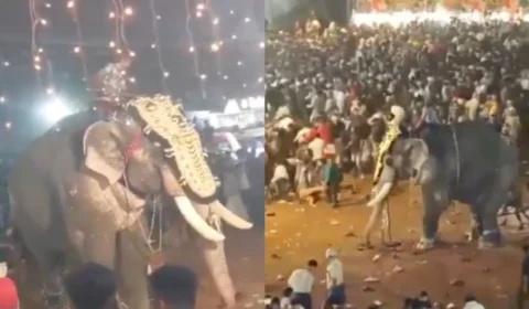 Elefante enfurecido fere pessoas gravemente durante festival na Índia; veja vídeo