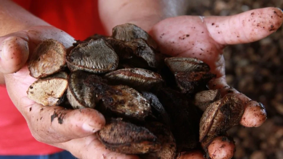 Festa da Colheita da Castanha 2025 promete movimentar a economia de Extrema em RO
