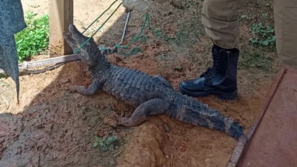 Jacaré invade quintal e tenta atacar cão em Sena Madureira; veja vídeo