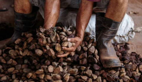 Lei da bioeconomia no Amazonas: o que muda com a nova legislação sustentável