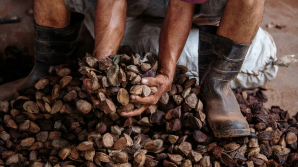 Lei da bioeconomia no Amazonas: o que muda com a nova legislação sustentável