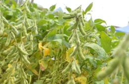 Soja em Rondônia: produtores têm até quinta-feira (9) para concluir Semeadura