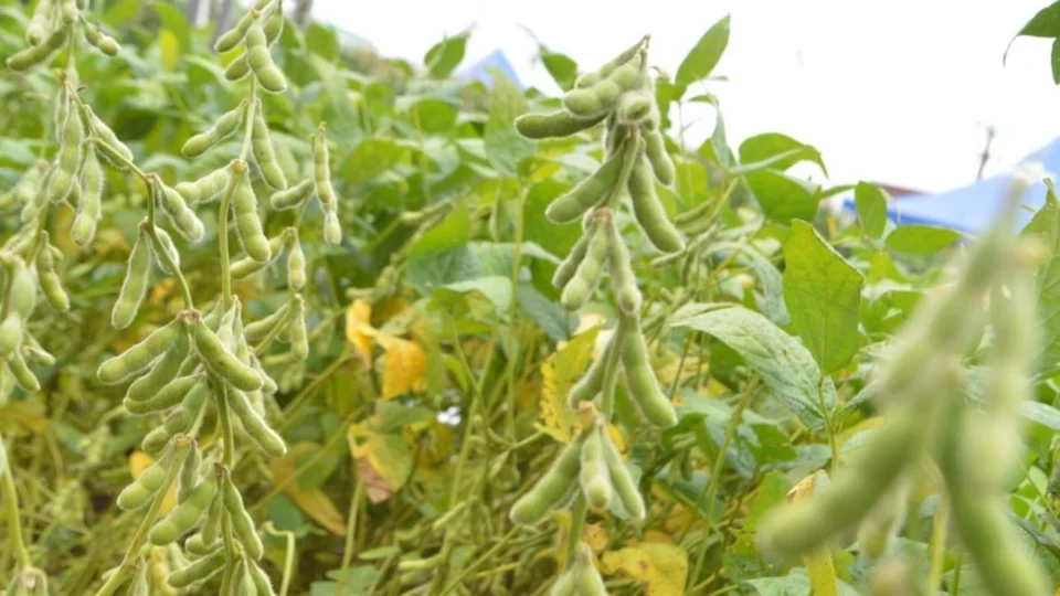 Soja em Rondônia: produtores têm até quinta-feira (9) para concluir Semeadura