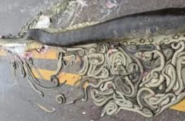 Sucuri grávida morre atropelada e cerca de 40 filhotes são expelidos em estrada; veja vídeo