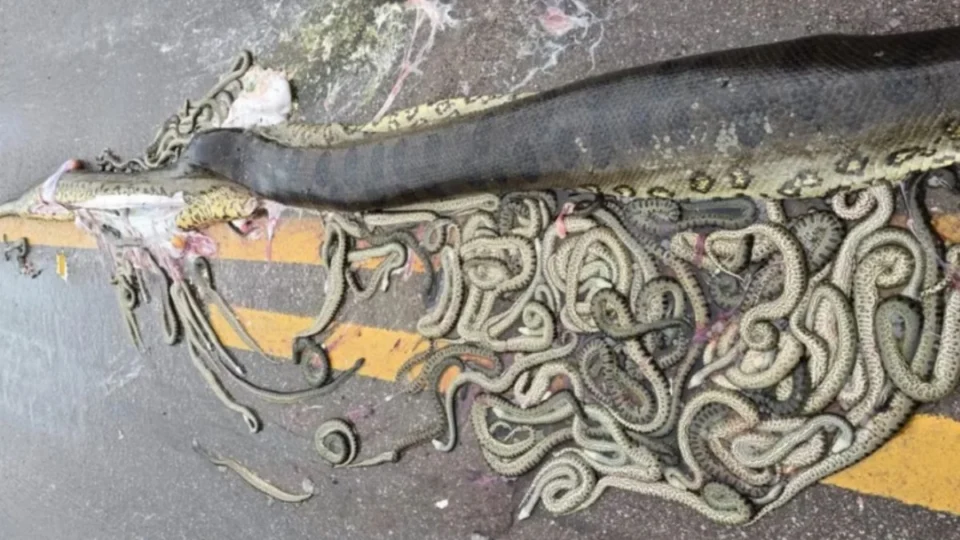 Sucuri grávida morre atropelada e cerca de 40 filhotes são expelidos em estrada; veja vídeo