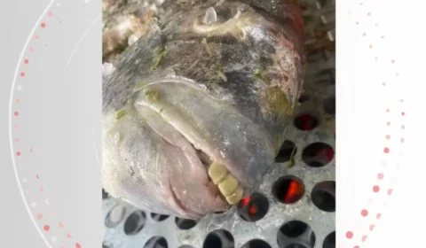 Peixe com ‘dentes humanos’ é pescado no ES e viraliza; veja vídeo