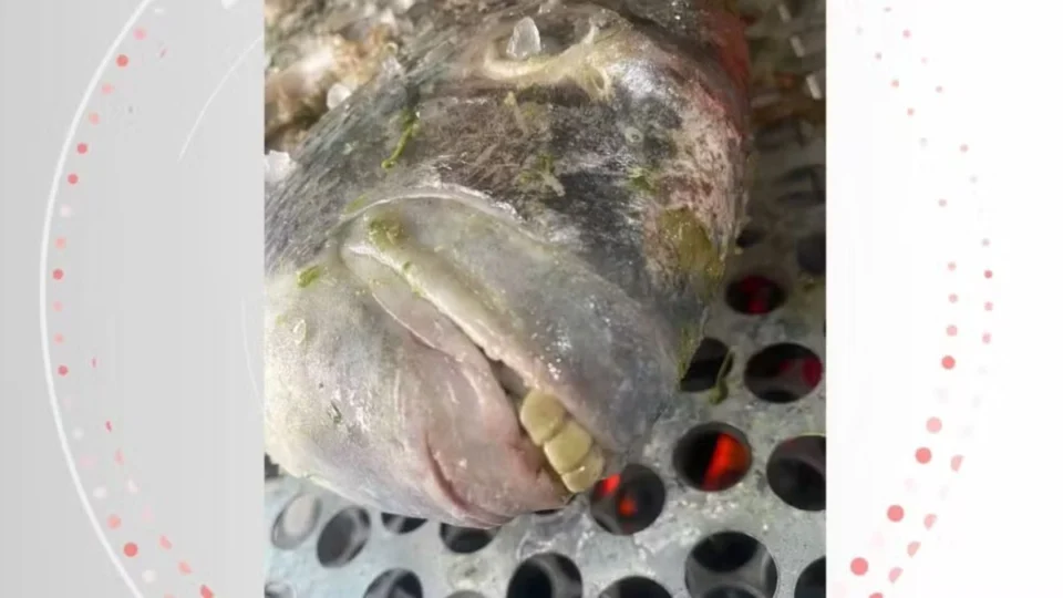Peixe com ‘dentes humanos’ é pescado no ES e viraliza; veja vídeo