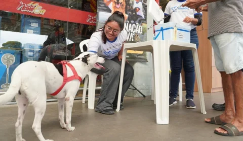 Manaus tem campanha de vacinação antirrábica em cães e gatos; veja locais e datas