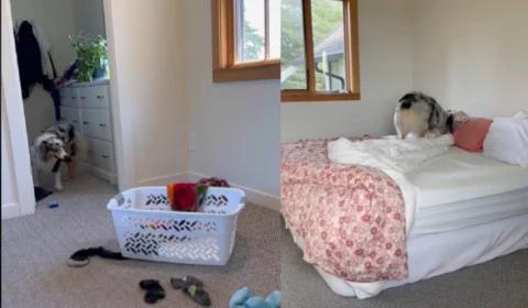 VÍDEO: cachorra faz sucesso na web ao mostrar talento na organização da casa; assista