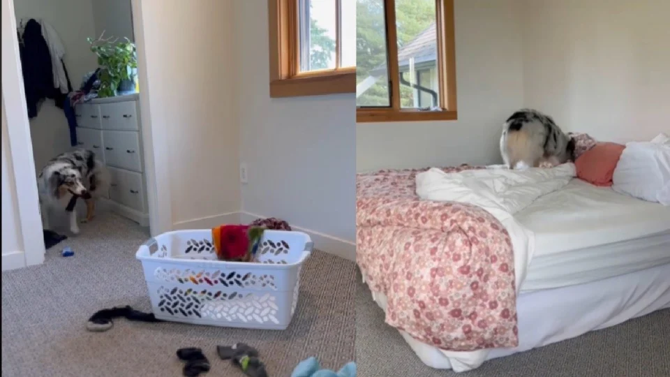 VÍDEO: cachorra faz sucesso na web ao mostrar talento na organização da casa; assista