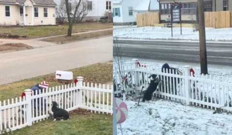 VÍDEO: amizade emocionante entre cadela e carteiro conquista a web