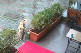 Cadela busca ajuda em clínica veterinária para salvar filhote e desfecho é emocionante; veja vídeo