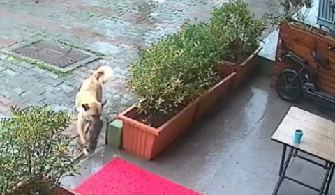 Cadela busca ajuda em clínica veterinária para salvar filhote e desfecho é emocionante; veja vídeo