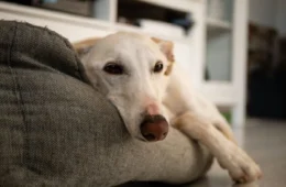 Cão aventureiro desaparece por uma semana e retorna de forma inusitada