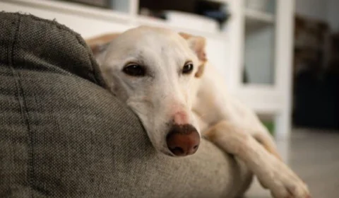 Cão aventureiro desaparece por uma semana e retorna de forma inusitada