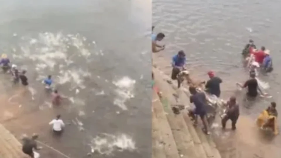 Incrível! centenas de jaraquis invadem redes de pesca no AM; veja vídeo
