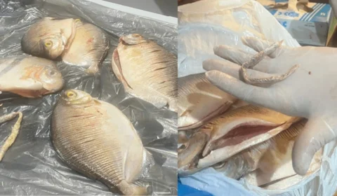 Até no Pacu: dupla tenta enviar drogas dentro de peixes para preso no Amazonas