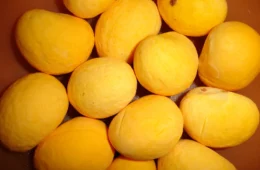 Lula sanciona lei para estimular a produção de pequi e frutos do Cerrado