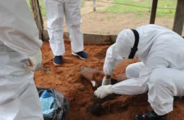 Feno contaminado é a causa da morte de cavalos em Manaus e interior Amazonas; entenda o surto
