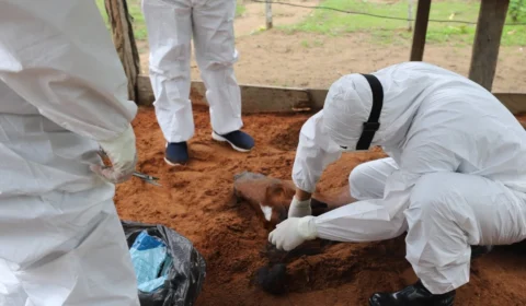 Feno contaminado é a causa da morte de cavalos em Manaus e interior Amazonas; entenda o surto