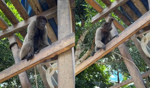 Macacos resgatados de cativeiro ilegal eram presos com cordas e ferros no Amazonas