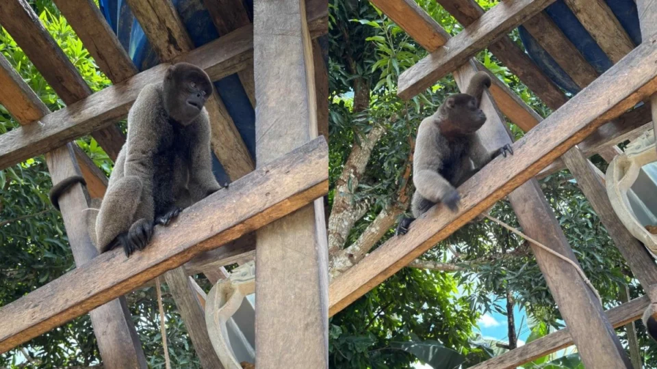Macacos resgatados de cativeiro ilegal eram presos com cordas e ferros no Amazonas