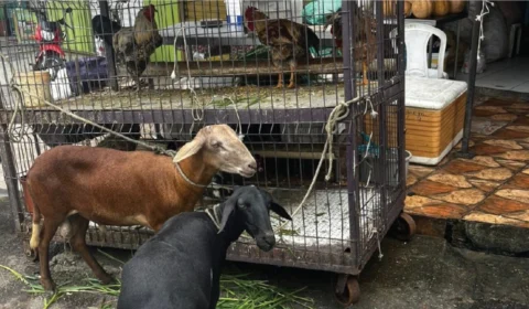 Dona de frigorífico é presa por maus-tratos a animais em Manaus