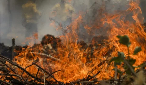 Meio-ambiente e violência política: Human Rights Watch avalia marcos do governo Lula