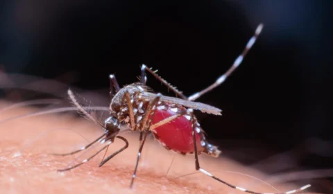 Tocantins pode sofrer aumento de casos de dengue em 2025, diz Ministério da Saúde