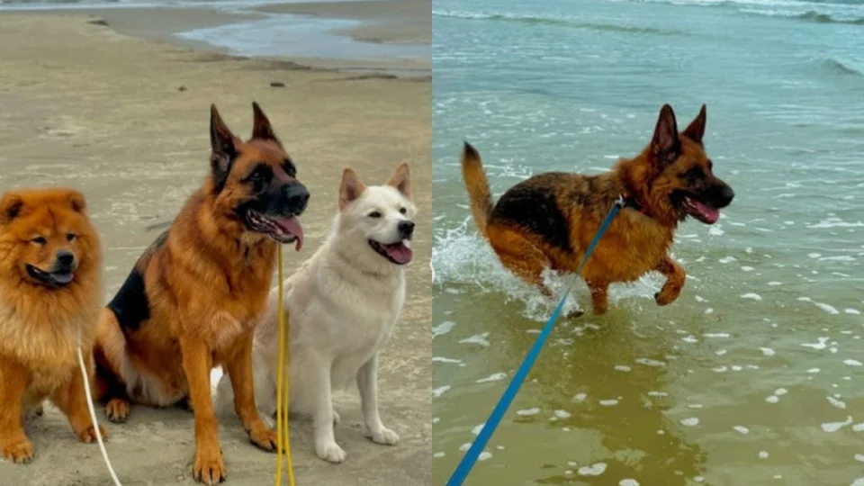 VÍDEO: cachorros conhecem a praia e emocionam a internet