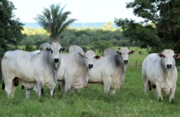 Exportação de carne de Araguaína aumentou 37% em 2024