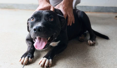 Dia do Amor: Prefeitura de Palmas divulga fotos de cães disponíveis para adoção