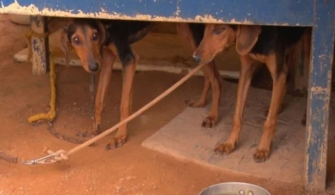 VÍDEO: animais são resgatados em situação de maus-tratos durante operação em Ji-Paraná, RO