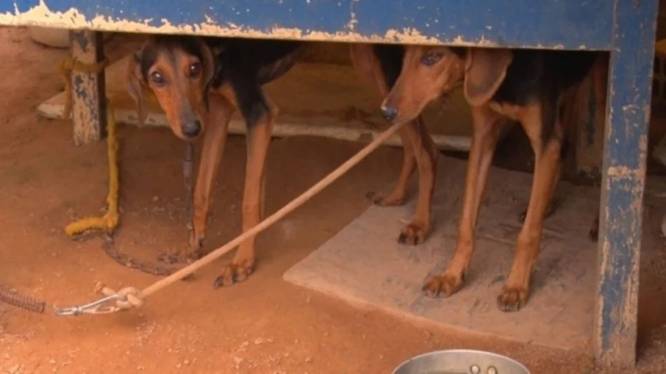 VÍDEO: animais são resgatados em situação de maus-tratos durante operação em Ji-Paraná, RO