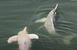 Boto da Amazônia surpreende ao lançar  xixi como forma de comunicação; veja vídeo