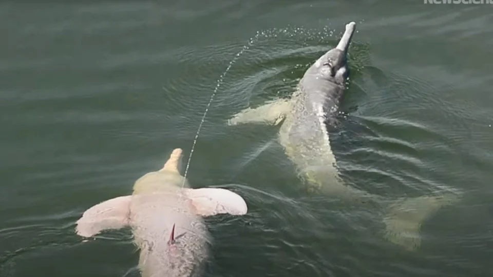 Boto da Amazônia surpreende ao lançar  xixi como forma de comunicação; veja vídeo