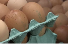 Agricultura revoga exigência de data de validade em cascas de ovos; veja o que falavam da medida