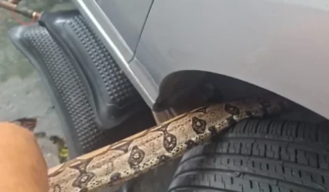 VÍDEO: jibóia é encontrada em motor de carro em Manaus