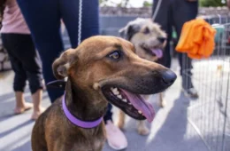 Castra+Rondônia oferece castrações gratuitas para cães e gatos; saiba mais