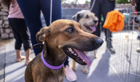 Castra+Rondônia oferece castrações gratuitas para cães e gatos; saiba mais