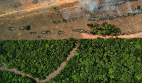Desmatamento recua no Amazonas; veja os municípios mais atingidos em 2025