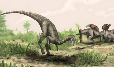 Primeiros dinossauros podem ter surgido na Floresta Amazônica; entenda