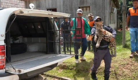 Filhote de onça-pintada criado como ‘pet’ por caçador é resgatado no Amazonas